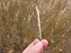 Pentapogon quadrifidus