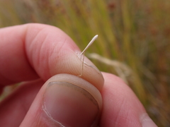 Pentapogon quadrifidus