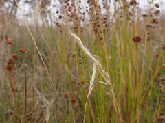 Pentapogon quadrifidus