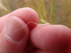 Pentapogon quadrifidus