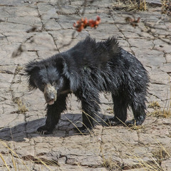 Melursus ursinus ursinus