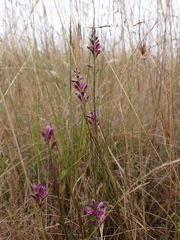 Comesperma polygaloides