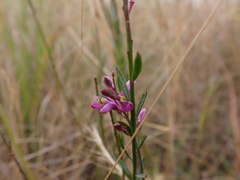 Comesperma polygaloides