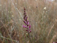 Comesperma polygaloides