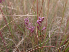 Comesperma polygaloides