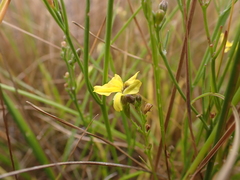 Goodenia gracilis