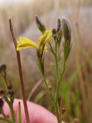 Goodenia gracilis