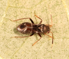 Pilophorus perplexus