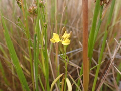 Goodenia gracilis