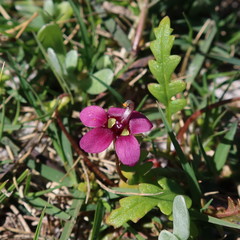 Diascia elongata