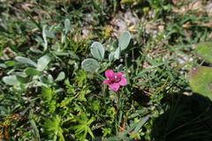 Diascia elongata