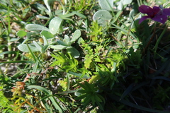 Diascia elongata