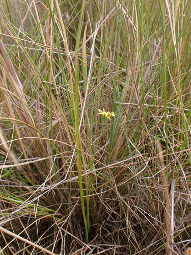 Image of Microseris scapigera by (c) Nina Kerr, some rights reserved (CC BY)