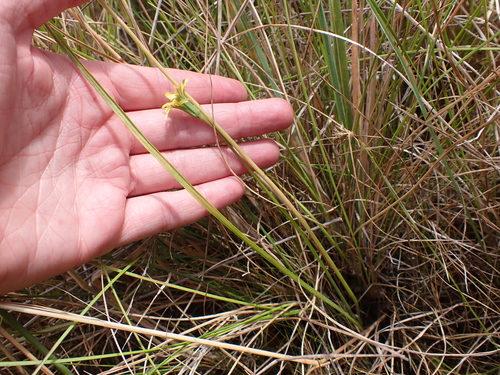 Image of Microseris scapigera by (c) Nina Kerr, some rights reserved (CC BY)
