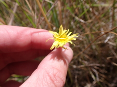 Microseris scapigera