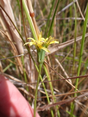 Microseris scapigera