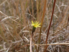 Microseris scapigera