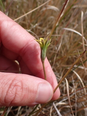 Microseris scapigera