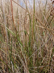 Microseris scapigera