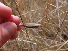 Microseris scapigera