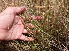 Microseris scapigera