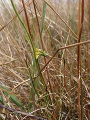 Microseris scapigera