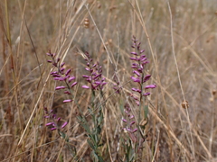 Comesperma polygaloides
