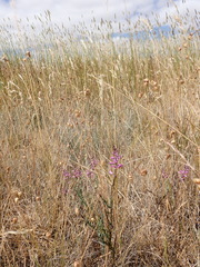 Comesperma polygaloides