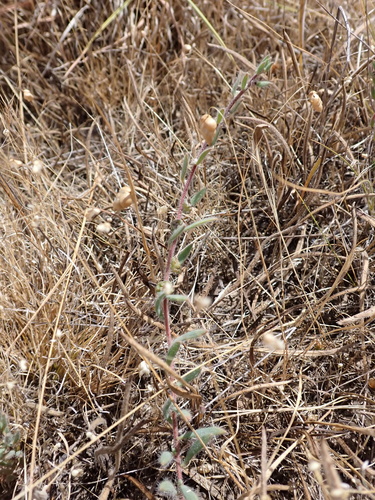 Image of Maireana enchylaenoides by (c) Nina Kerr, some rights reserved (CC BY)