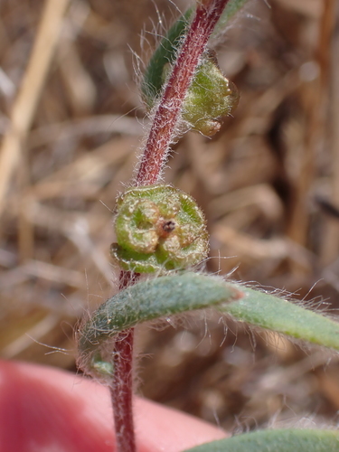 Image of Maireana enchylaenoides by (c) Nina Kerr, some rights reserved (CC BY)
