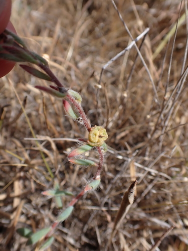 Image of Maireana enchylaenoides by (c) Nina Kerr, some rights reserved (CC BY)