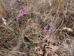 Comesperma polygaloides