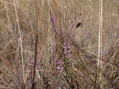 Comesperma polygaloides