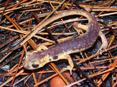 Lyciasalamandra flavimembris