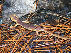 Lyciasalamandra flavimembris