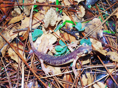 Lyciasalamandra flavimembris