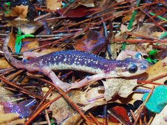 Lyciasalamandra flavimembris