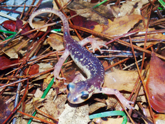 Lyciasalamandra flavimembris