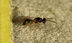 Pnigalio soemius