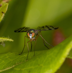 Heteropsilopus ingenuus