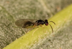 Pnigalio soemius