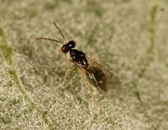 Pnigalio soemius