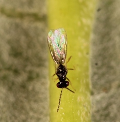 Pnigalio soemius