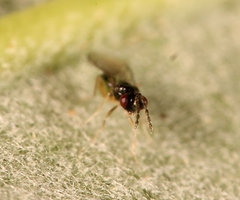 Pnigalio soemius