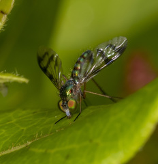 Heteropsilopus ingenuus