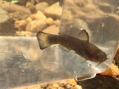 Ameiurus brunneus