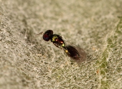 Achrysocharoides atys