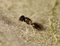 Achrysocharoides atys