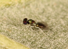 Achrysocharoides atys