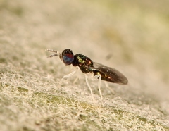 Achrysocharoides atys